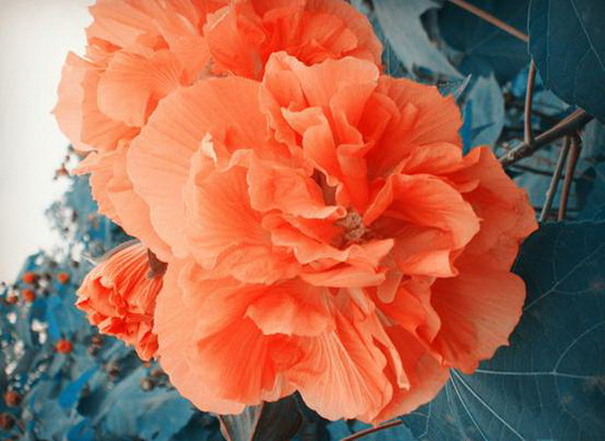 地税文化:赞芙蓉 - 湖南新闻- 大律师网