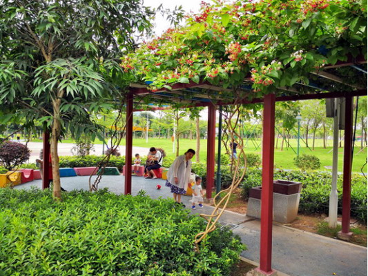 广州市儿童公园花架繁花盛开