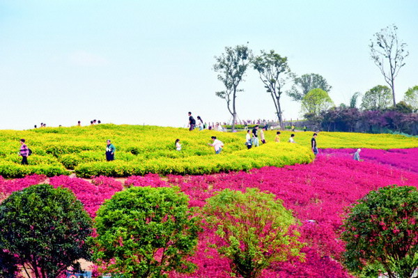 图片新闻|国庆临近 天河潭五彩花海美如画